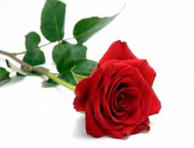 Single Rose